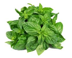 Basil Leaves 1Pkt. Each