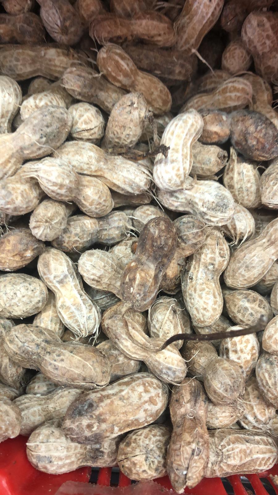 Green Peanut 1lb