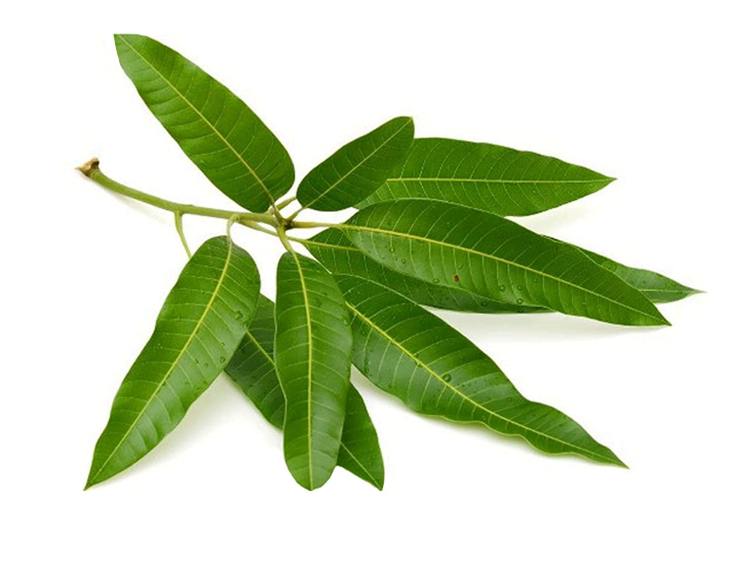 Mango Leaves Each