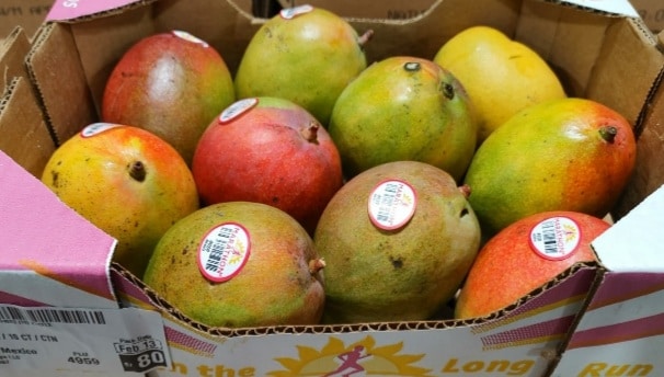 Marathon Mango Haden Box