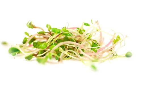 Fresh Sprout Each